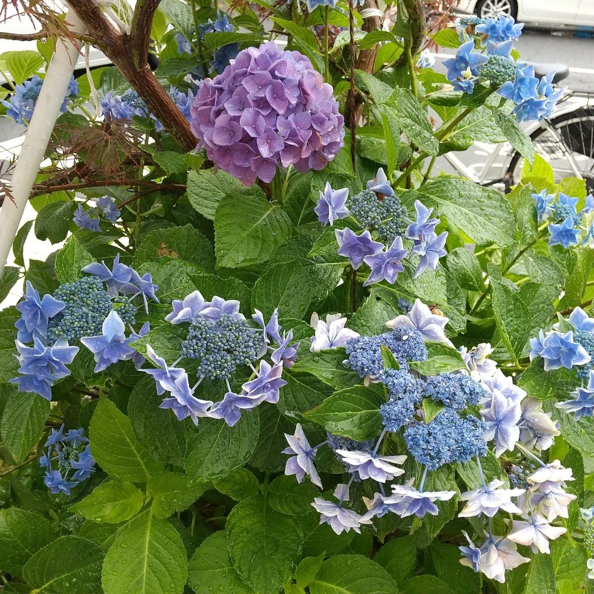 f:id:maru99:20200613161105j:plain f:id:maru99:20200613161105j:plain
