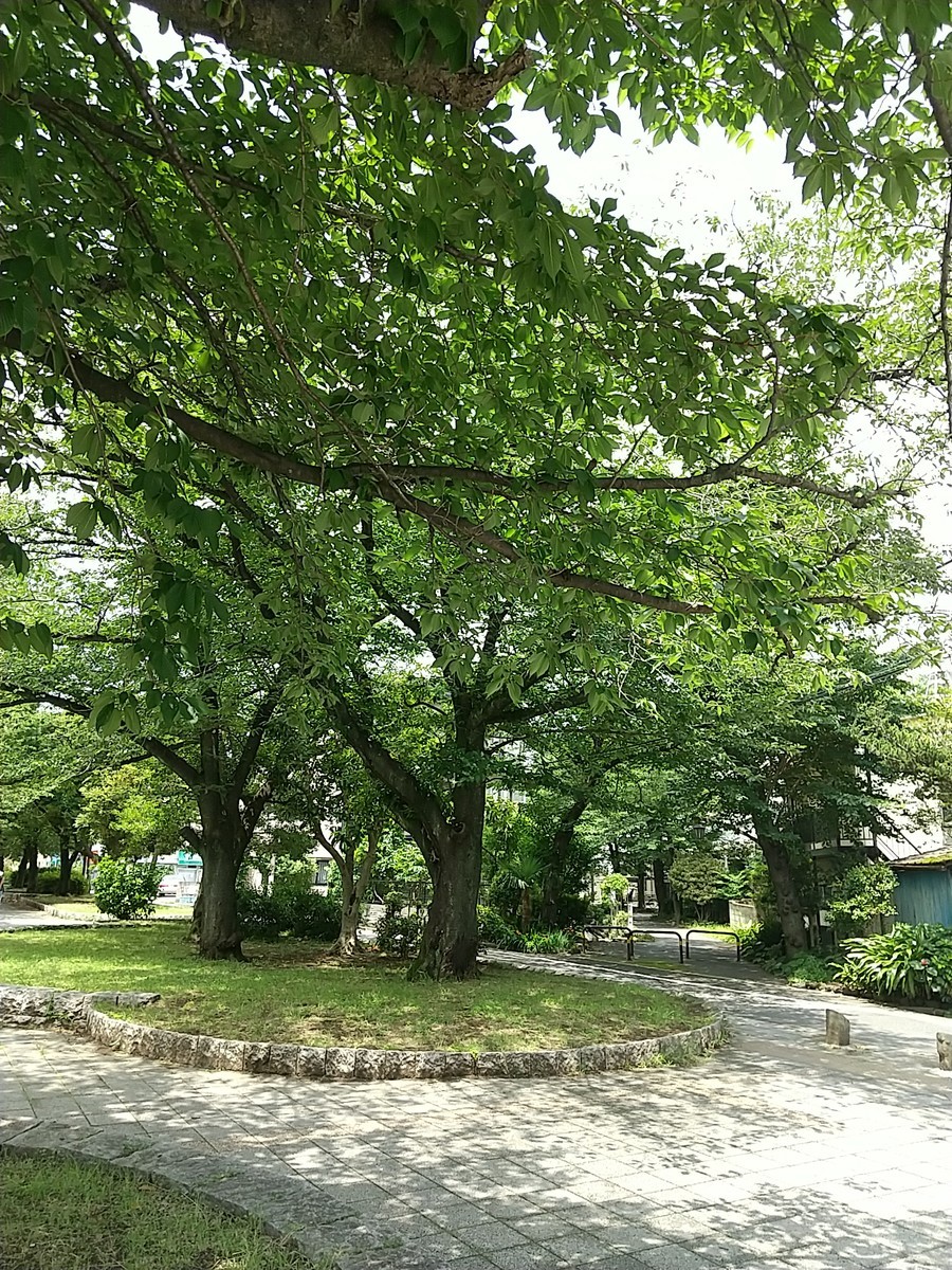 f:id:maru99:20200626123704j:plain f:id:maru99:20200626123704j:plain