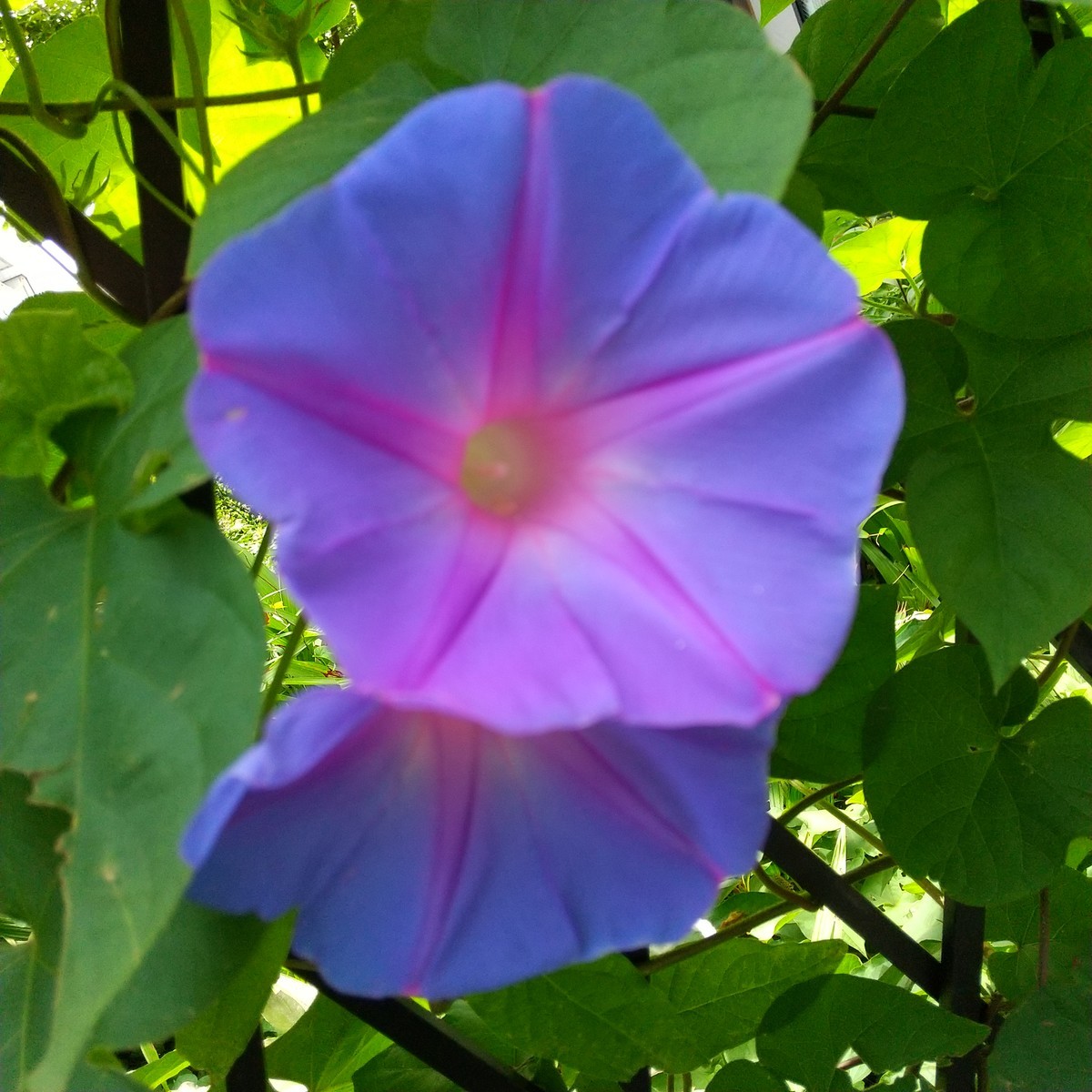 f:id:maru99:20200731133526j:plain f:id:maru99:20200731133526j:plain