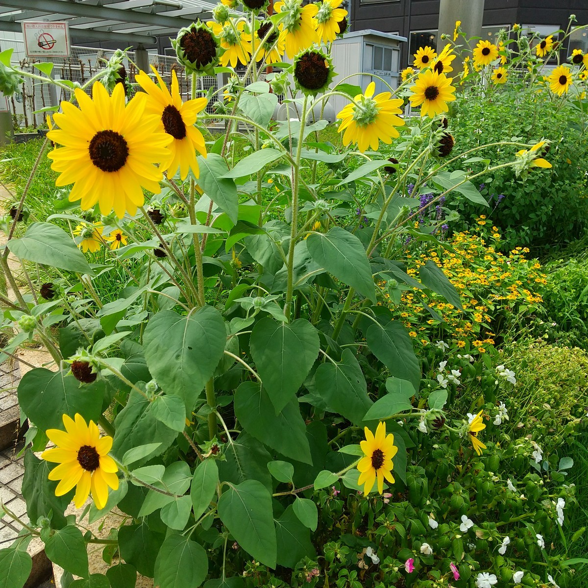 f:id:maru99:20200808133733j:plain f:id:maru99:20200808133733j:plain