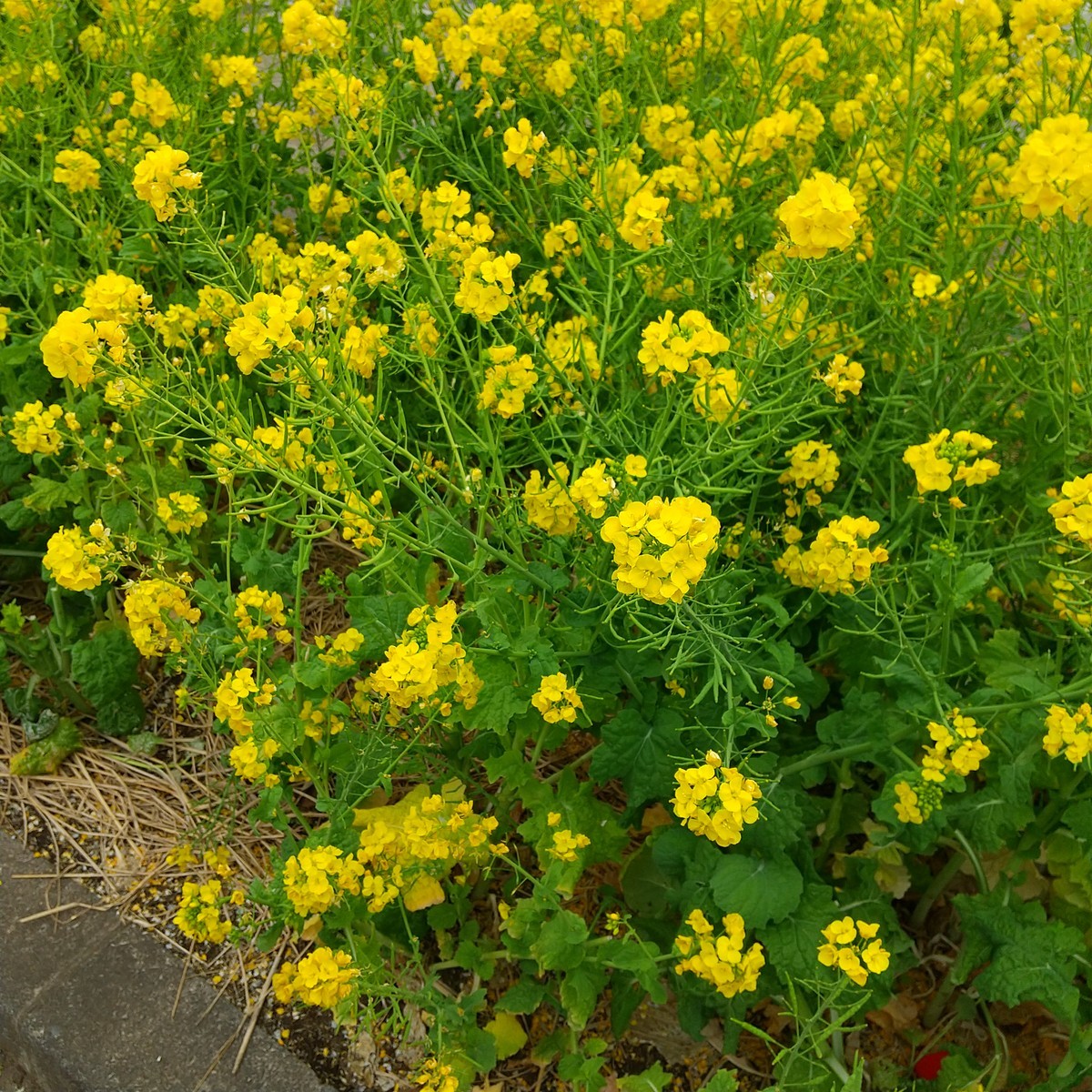 f:id:maru99:20210226142330j:plain