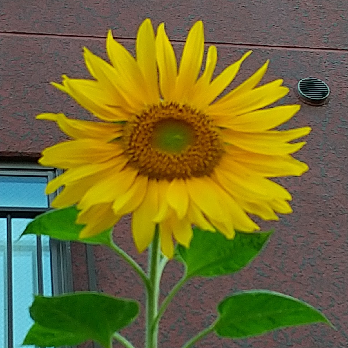 f:id:maru99:20210623173149j:plain
