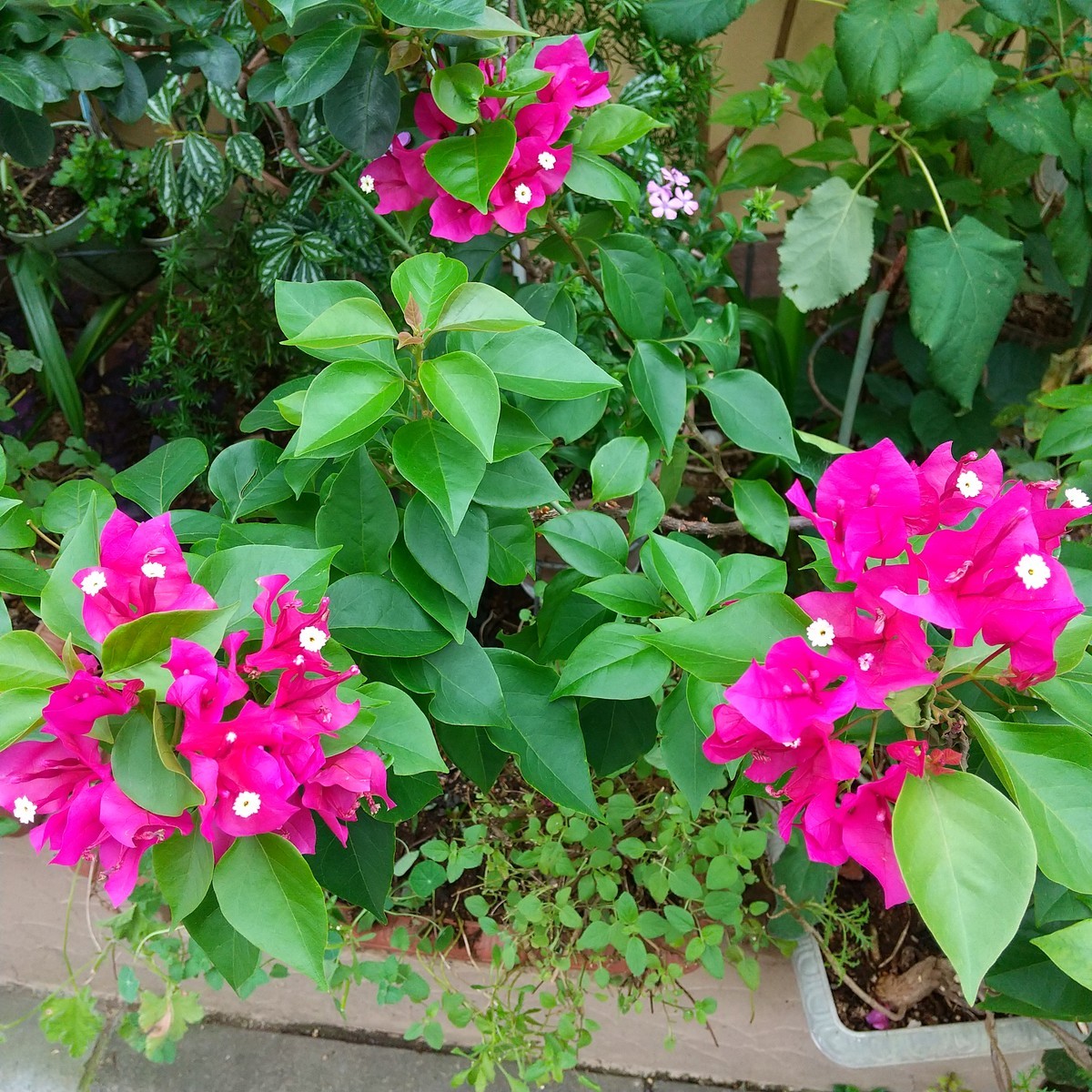 f:id:maru99:20210908125048j:plain