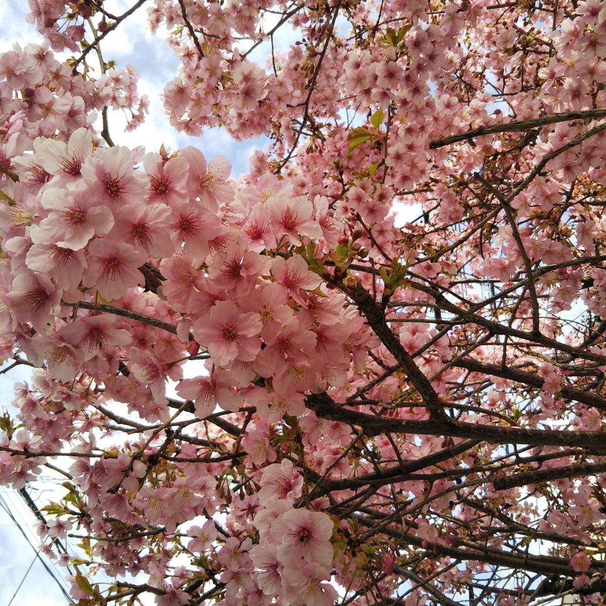 f:id:maru99:20220304105634j:plain