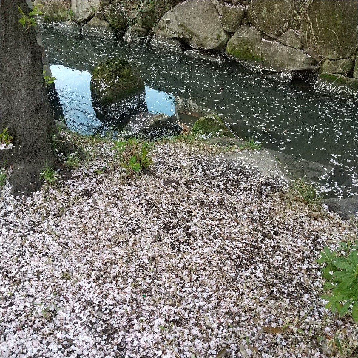 f:id:maru99:20220405173337j:plain