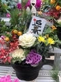 迎春