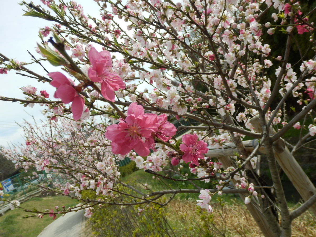 f:id:maru_max:20220310154053j:plain