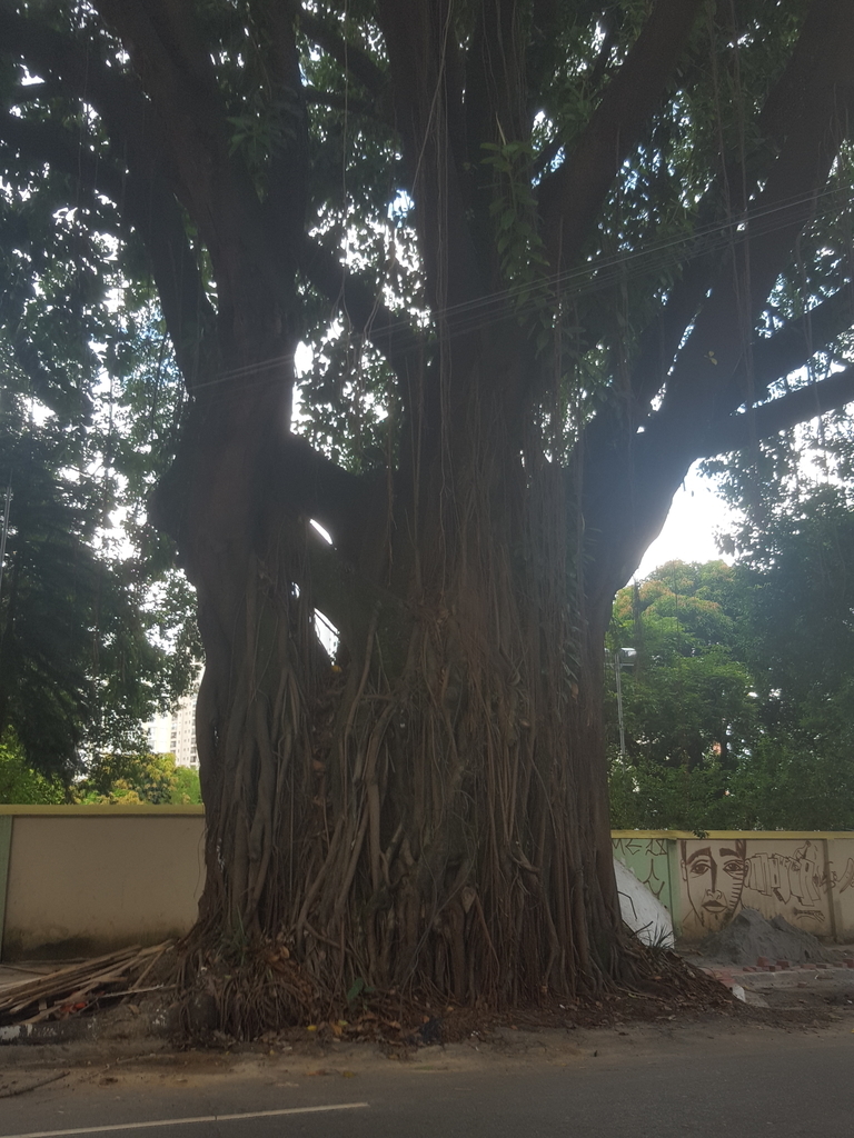 f:id:marubontan:20190224232312j:plain f:id:marubontan:20190224232312j:plain