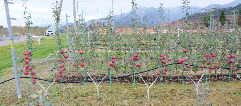 f:id:maruchan_seisan:20171121131553j:plain