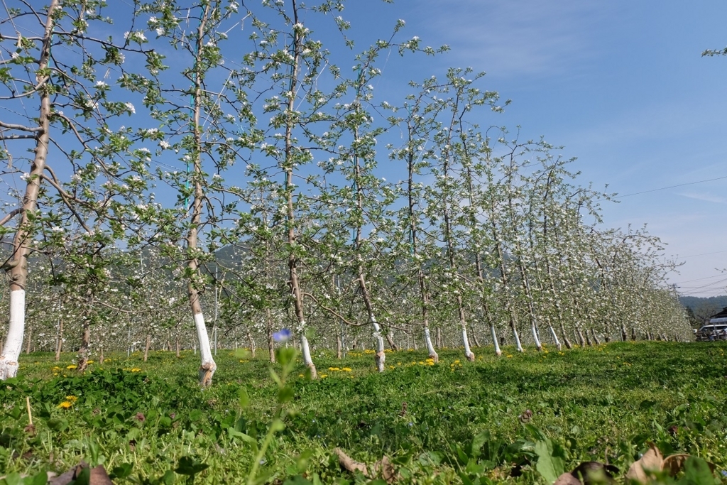 f:id:maruchan_seisan:20180423084333j:plain