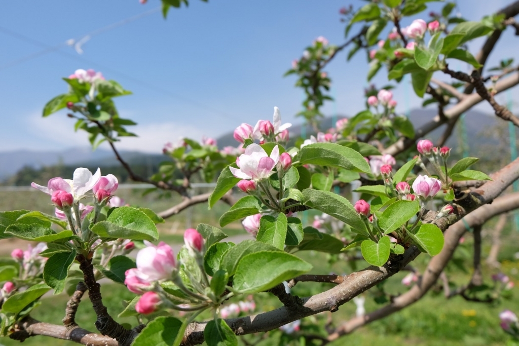 f:id:maruchan_seisan:20180423091351j:plain