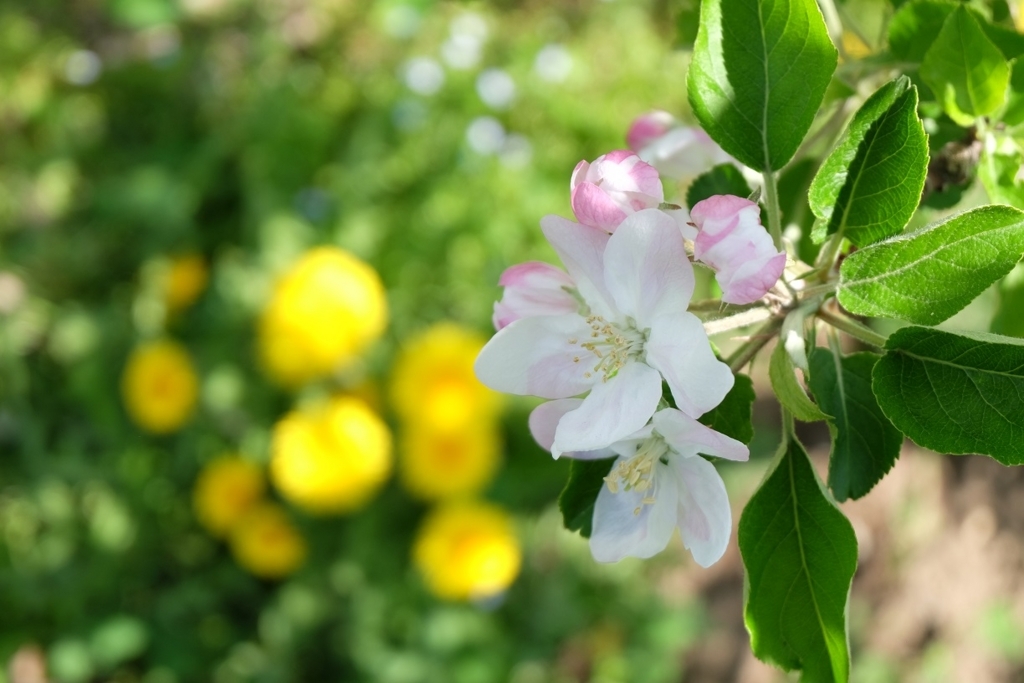 f:id:maruchan_seisan:20180423091959j:plain