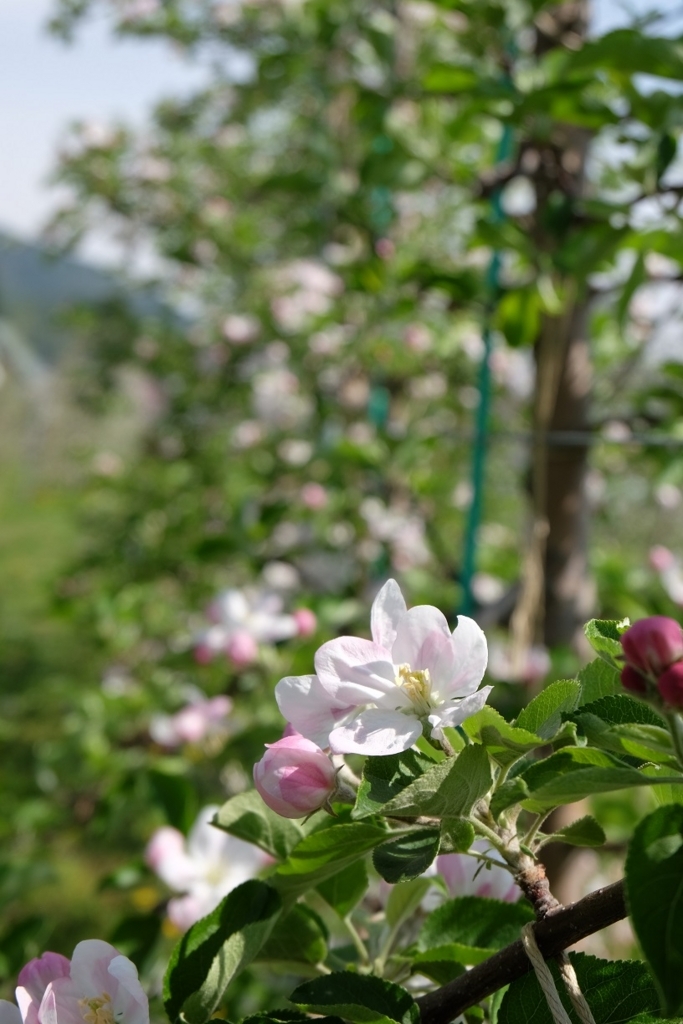 f:id:maruchan_seisan:20180423092055j:plain