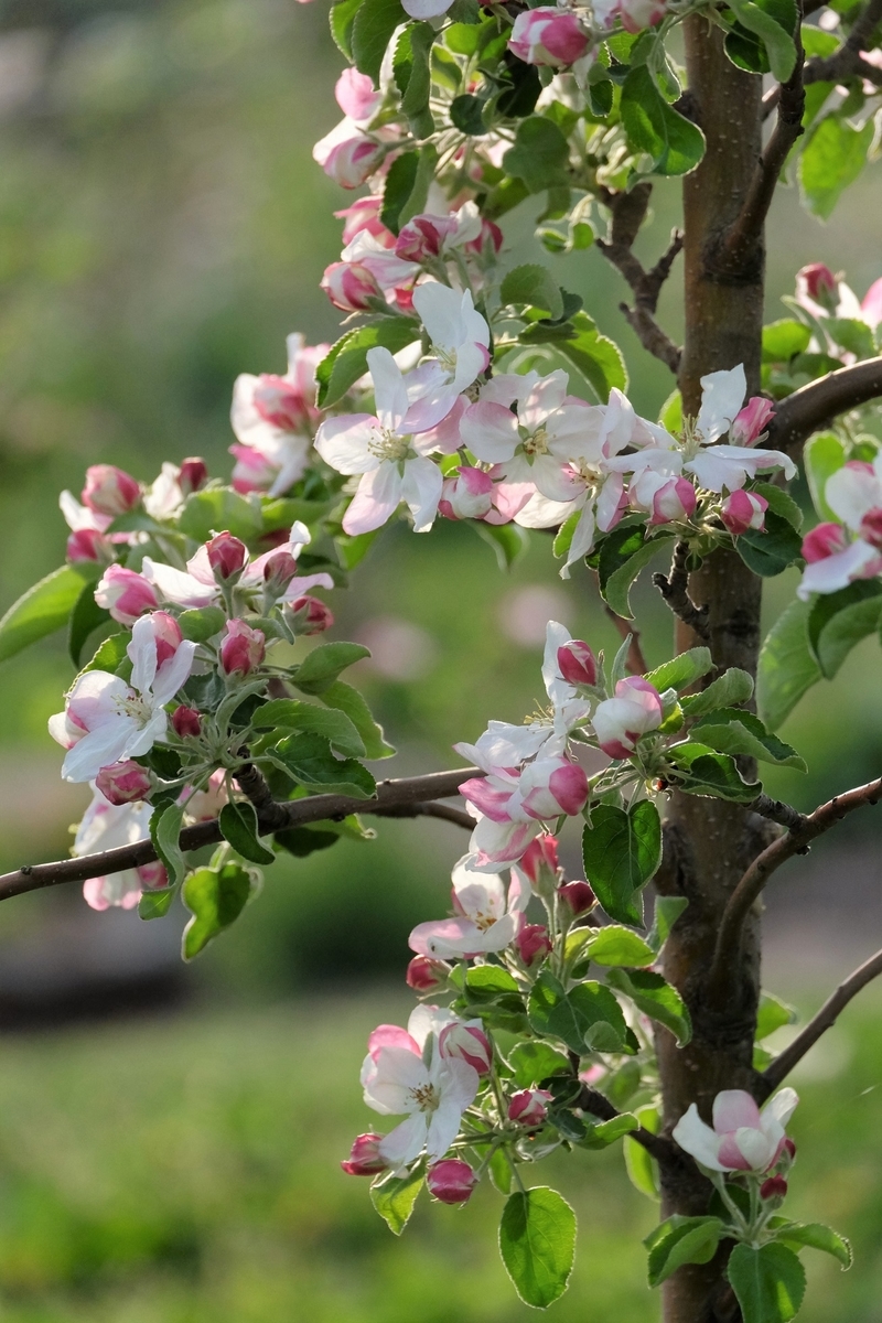 f:id:maruchan_seisan:20190503165320j:plain