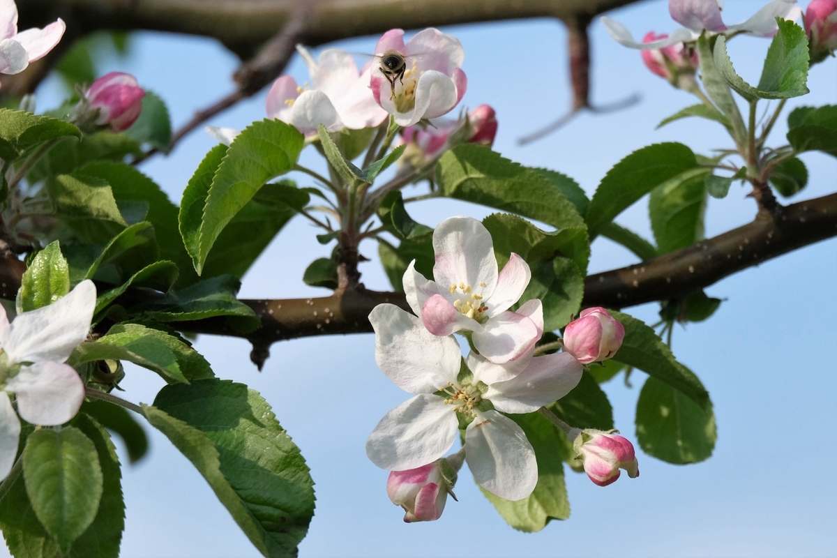 f:id:maruchan_seisan:20190503165429j:plain