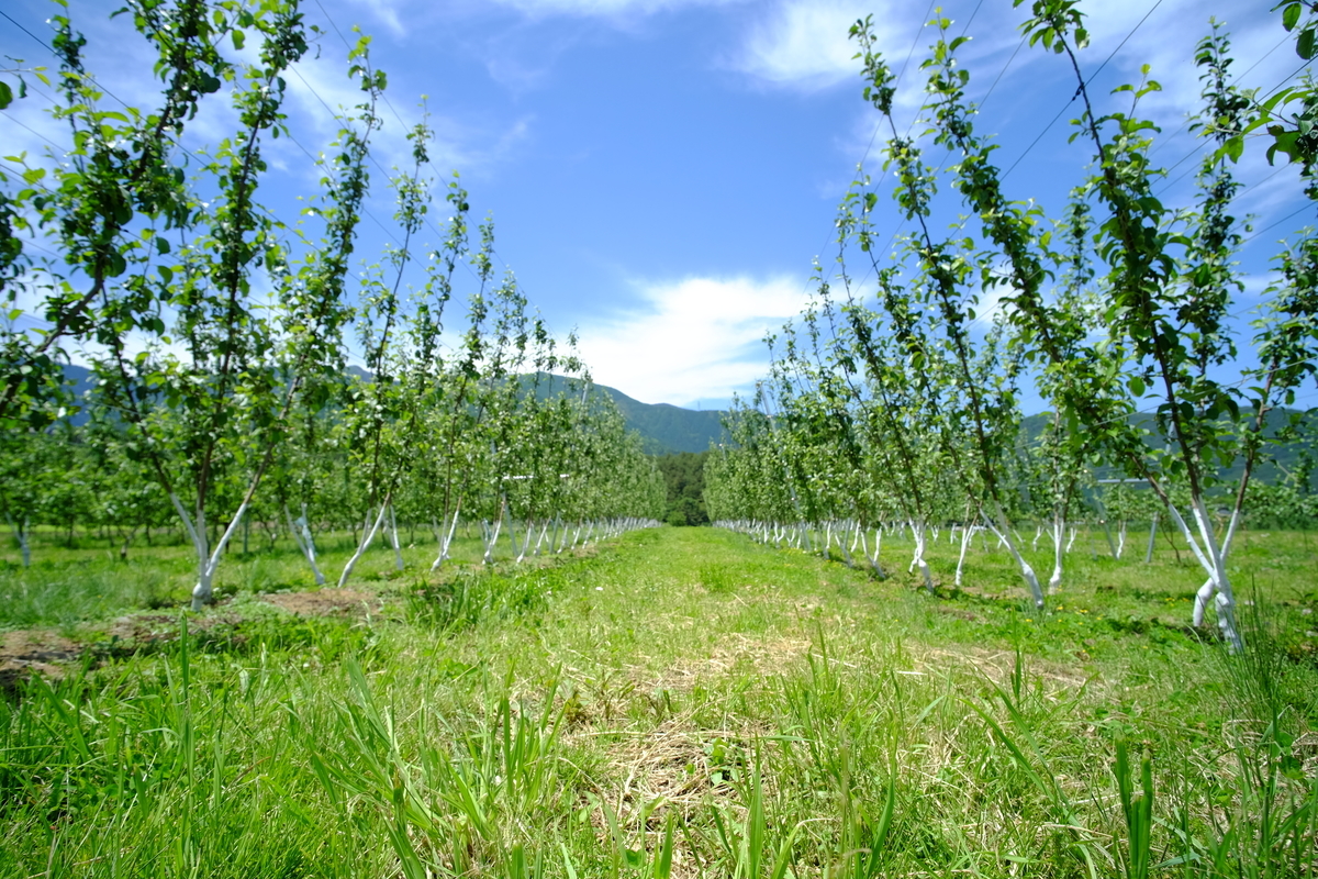 f:id:maruchan_seisan:20210528121653j:plain