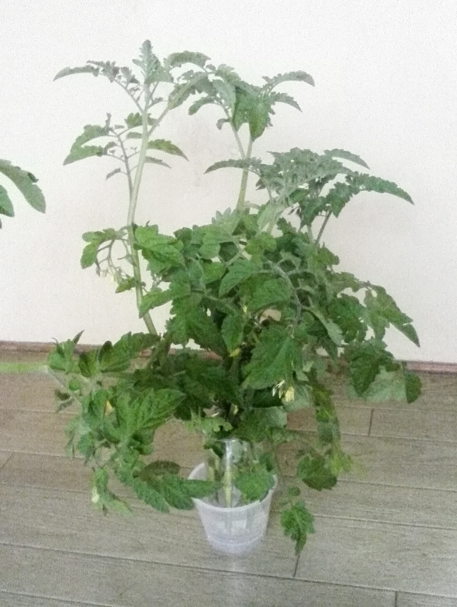 f:id:marucoro55:20200726154332j:plain