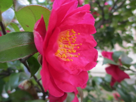 f:id:marucozy:20130217154849j:image