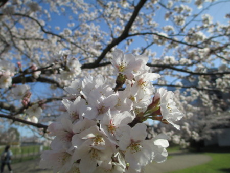 f:id:marucozy:20130321084958j:image