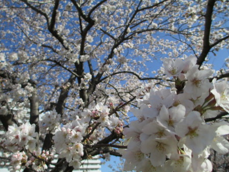 f:id:marucozy:20130321085045j:image