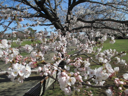 f:id:marucozy:20130321085222j:image
