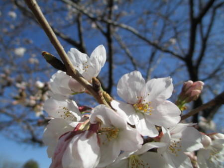 f:id:marucozy:20130321085448j:image