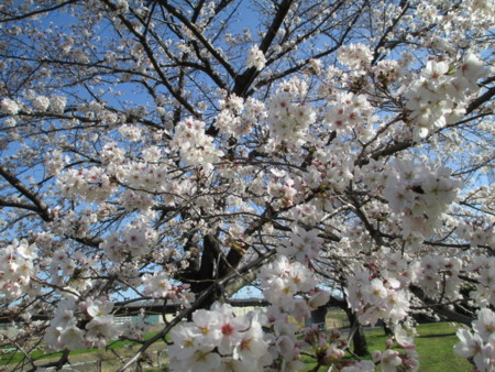 f:id:marucozy:20130321085734j:image