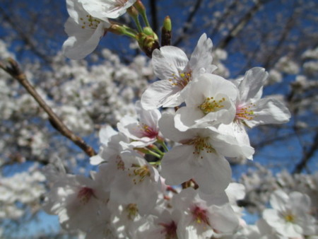 f:id:marucozy:20130321085805j:image