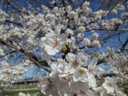 f:id:marucozy:20130321085818j:image