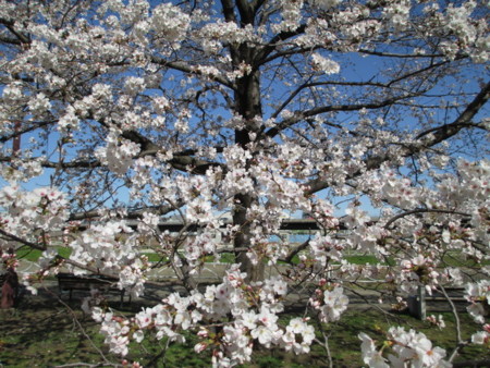 f:id:marucozy:20130321085844j:image