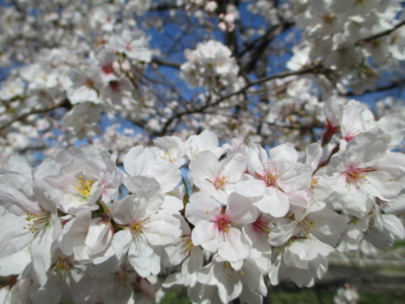 f:id:marucozy:20130321085859j:image