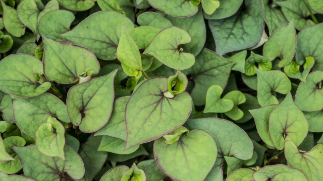 ちくのう症 ３分で分かるどくだみ療法 まむし野郎の詩