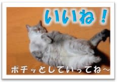 にほんブログ村 猫ブログ MIXその他猫へ