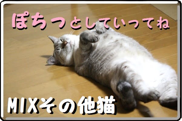 にほんブログ村 猫ブログ MIXその他猫へ