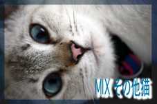 にほんブログ村 猫ブログ MIXその他猫へ