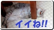にほんブログ村 猫ブログ MIXその他猫へ
