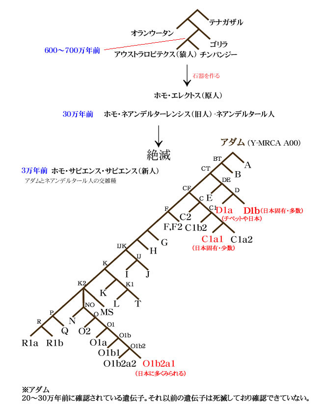 遺伝子
