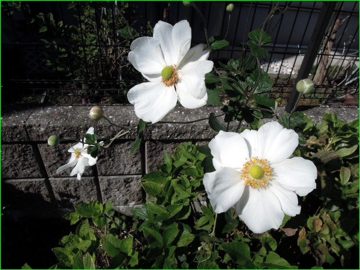 f:id:marui-hall:20191023161824j:plain