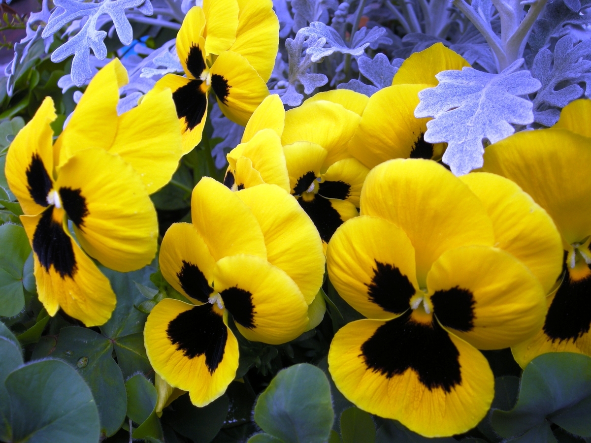 f:id:marui-hall:20201220114759j:plain