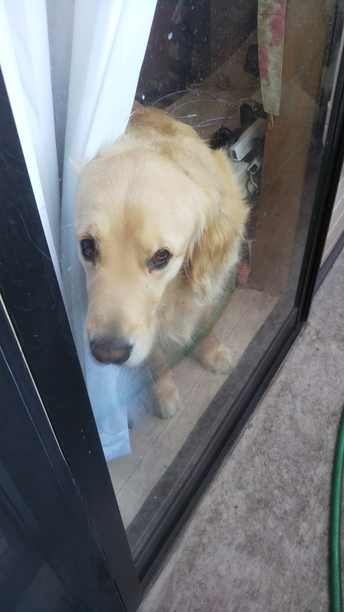 このうらめしそうなじんちゃんの顔をみてください まる犬日記