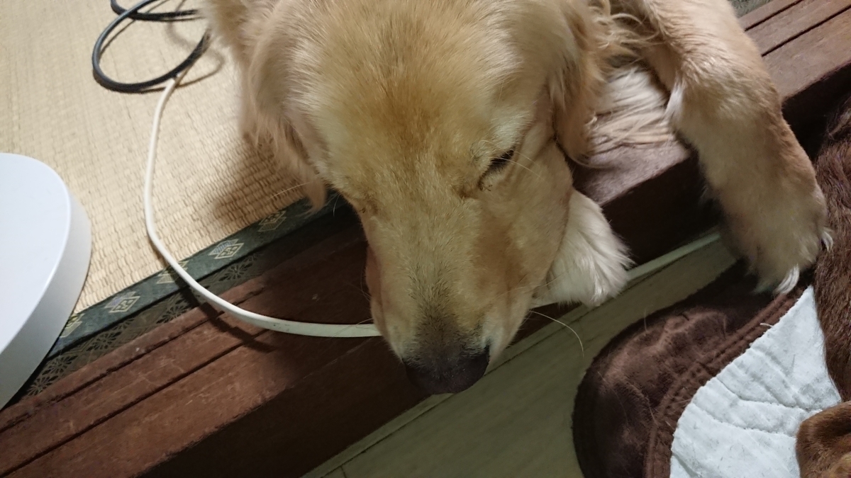 老犬チョコラブのここあちゃんの経過報告2 まる犬日記