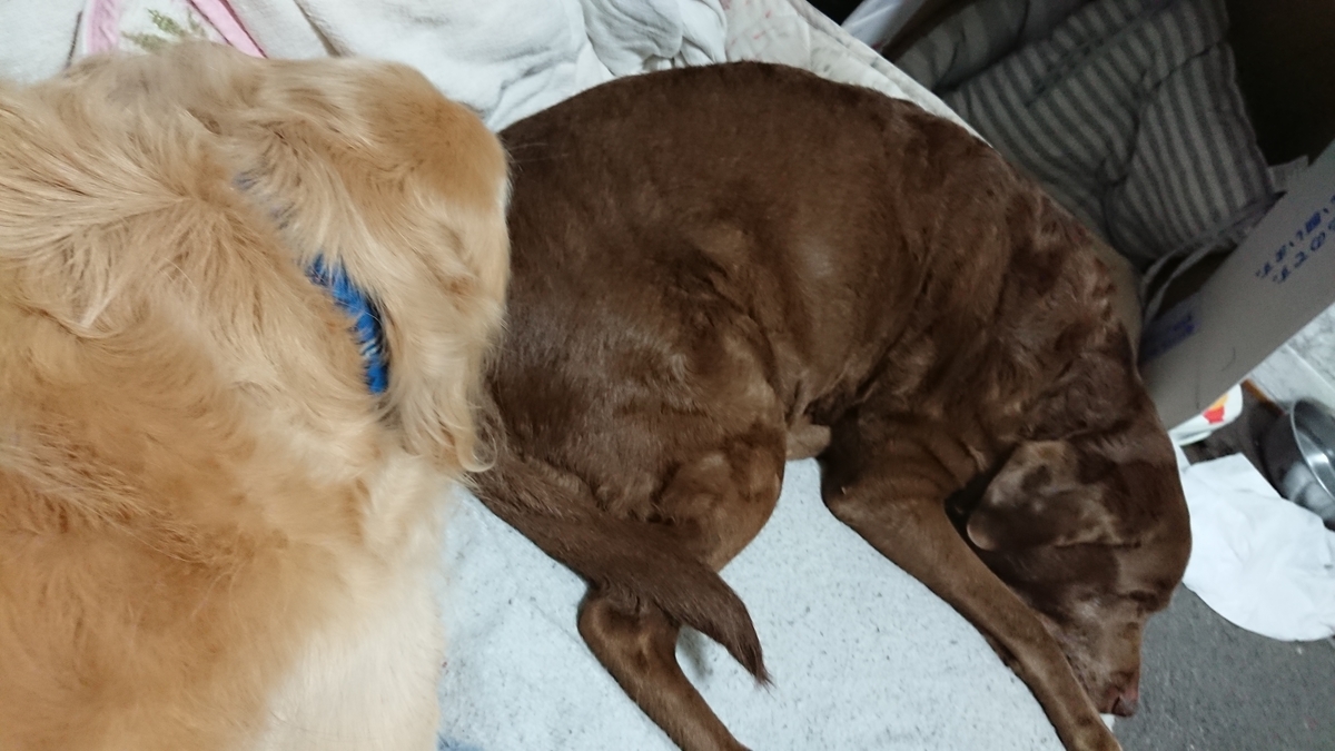 トリミングに行ってきました まる犬日記