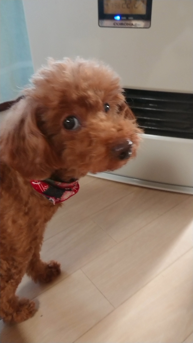 コーラグミ作りました まる犬日記