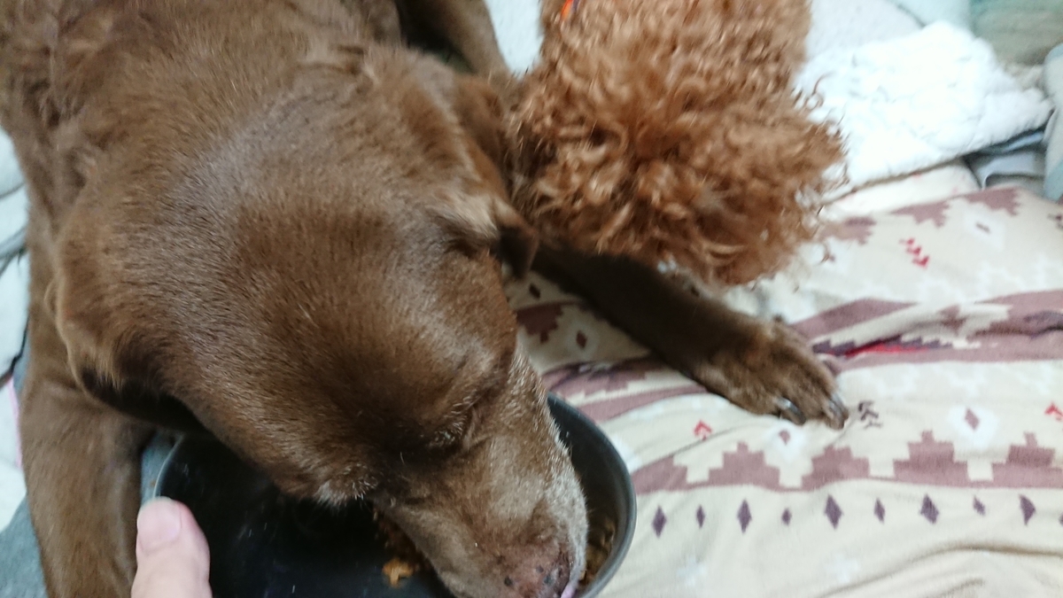 そうめん大好き まる犬日記
