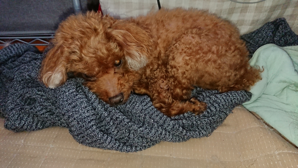 オリンピックすごいですね まる犬日記