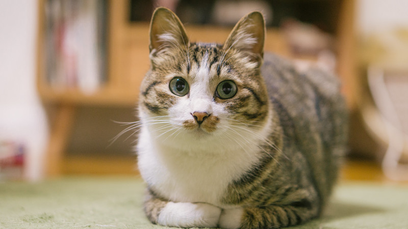 f:id:maruiuzura:20190717204748j:plain f:id:maruiuzura:20190717204748j:plain