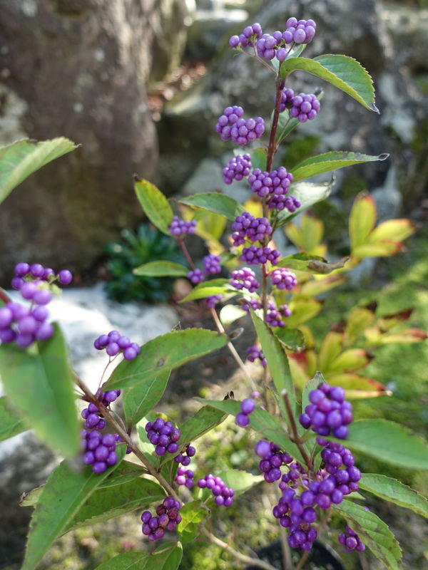和の庭 紫式部を植えてみます 和室の書斎で すっきり過ごす 和の庭 紫式部を植えてみます 和室の書斎で すっきり過ごす