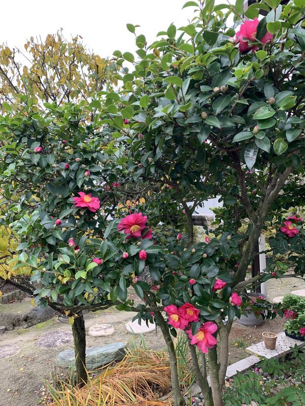 f:id:marujin:20181206130921j:plain