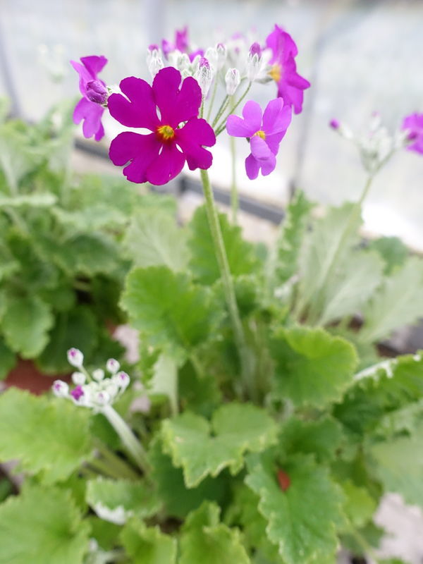 f:id:marujin:20190105152138j:plain f:id:marujin:20190105152138j:plain