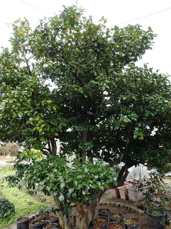 f:id:marujin:20190113145213j:plain